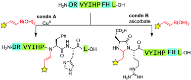 Graphical abstract: Ascorbate as a pro-oxidant: mild N-terminal modification with vinylboronic acids