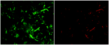 Graphical abstract: moxDendra2: an inert photoswitchable protein for oxidizing environments