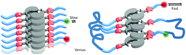 Graphical abstract: Controlling and tuning the dynamic nature of supramolecular polymers in aqueous solutions