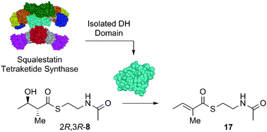 Graphical abstract: In vitro kinetic study of the squalestatin tetraketide synthase dehydratase reveals the stereochemical course of a fungal highly reducing polyketide synthase