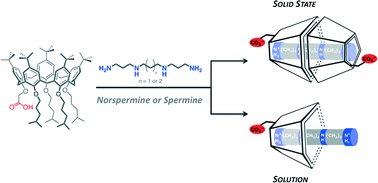 Graphical abstract: Encapsulation of biogenic polyamines by carboxylcalix[5]arenes: when solid-state design beats recognition in solution