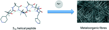 Graphical abstract: Metal-driven assembly of peptidic foldamers: formation of molecular tapes