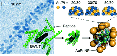 Graphical abstract: Peptide-based bimetallic nanostructures with tailored surface compositions and their oxygen electroreduction activities