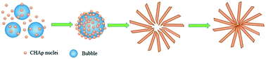Graphical abstract: Novel synthesis of AB-type carbonated hydroxyapatite hierarchical microstructures with sustained drug delivery properties