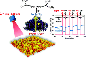 Graphical abstract: Elucidating the role of methyl viologen as a scavenger of photoactivated electrons from photosystem I under aerobic and anaerobic conditions