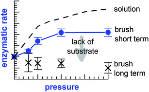 Graphical abstract: Volume profile of α-chymotrypsin during adsorption and enzymatic reaction on a poly(acrylic acid) brush