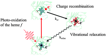 Graphical abstract: Photo-induced oxidation of the uniquely liganded heme f in the cytochrome b6f complex of oxygenic photosynthesis