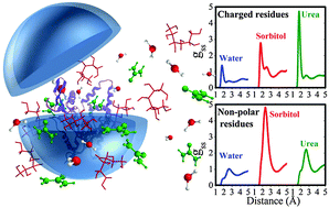Graphical abstract: Molecular basis for competitive solvation of the Burkholderia cepacia lipase by sorbitol and urea