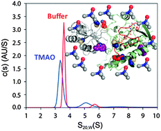 Graphical abstract: A chemical chaperone induces inhomogeneous conformational changes in flexible proteins