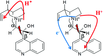 Graphical abstract: Photofragmentation mechanisms in protonated chiral cinchona alkaloids