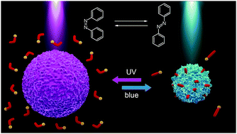 Graphical abstract: Photosensitive microgels containing azobenzene surfactants of different charges