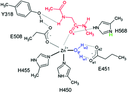 Graphical abstract: Concerted nitrogen inversion and hydrogen bonding to Glu451 are responsible for protein-controlled suppression of the reverse reaction in human DPP III