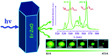 Graphical abstract: Ultrahigh-sensitive optical temperature sensing based on quasi-thermalized green emissions from Er:ZnO