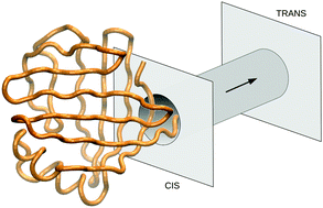 Graphical abstract: Frequency-control of protein translocation across an oscillating nanopore