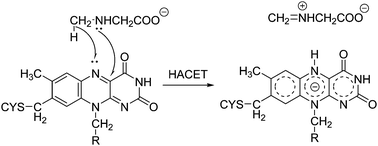 Graphical abstract: The reaction mechanism of sarcosine oxidase elucidated using FMO and QM/MM methods