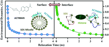 Graphical abstract: A sensitive fluorescent probe for the polar solvation dynamics at protein–surfactant interfaces