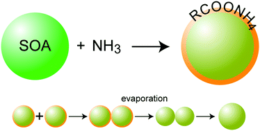 Graphical abstract: The properties and behavior of α-pinene secondary organic aerosol particles exposed to ammonia under dry conditions