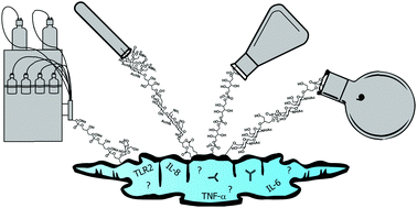 Graphical abstract: Teichoic acids: synthesis and applications