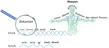 Graphical abstract: Epigenetic modification of nucleic acids: from basic studies to medical applications