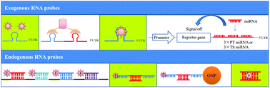 Graphical abstract: Recent advances in high-performance fluorescent and bioluminescent RNA imaging probes
