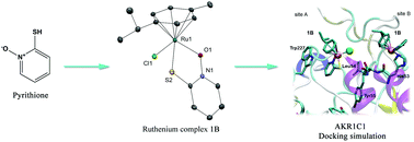 Graphical abstract: Pyrithione-based ruthenium complexes as inhibitors of aldo–keto reductase 1C enzymes and anticancer agents