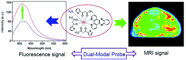 Graphical abstract: A gadolinium(iii) complex based dual-modal probe for MRI and fluorescence sensing of fluoride ions in aqueous medium and in vivo