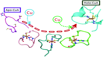 Graphical abstract: Mono-nuclear copper complexes mimicking the intermediates for the binuclear copper center of the subunit II of cytochrome oxidase: a peptide based approach