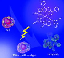 Graphical abstract: New RuII pincer complexes: synthesis, characterization and biological evaluation for photodynamic therapy