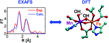 Graphical abstract: Geometrical properties of the manganese(iv)/iron(iii) cofactor of Chlamydia trachomatis ribonucleotide reductase unveiled by simulations of XAS spectra