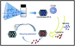 Graphical abstract: Immobilization of lysozyme proteins on a hierarchical zeolitic imidazolate framework (ZIF-8)