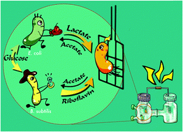 Graphical abstract: A three-species microbial consortium for power generation