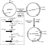 Graphical abstract: Construction of a bioreporter by heterogeneously expressing a Vibrio natriegens recA::luxCDABE fusion in Escherichia coli, and genotoxicity assessments of petrochemical-contaminated groundwater in northern China
