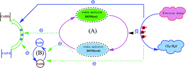 Graphical abstract: Enhanced biotic and abiotic transformation of Cr(vi) by quinone-reducing bacteria/dissolved organic matter/Fe(iii) in anaerobic environment