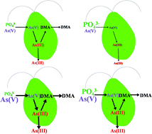Graphical abstract: Arsenate toxicity and metabolism in the halotolerant microalga Dunaliella salina under various phosphate regimes