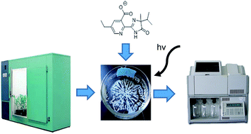 Graphical abstract: Statistical analysis of the photodegradation of imazethapyr on the surface of extracted soybean (Glycine max) and corn (Zea mays) epicuticular waxes