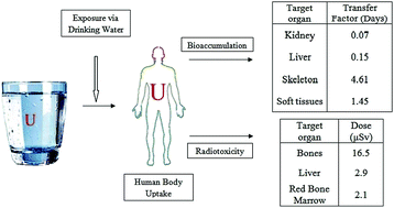 Graphical abstract: Exposure assessment of natural uranium from drinking water
