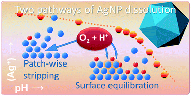Graphical abstract: Time, pH, and size dependency of silver nanoparticle dissolution: the road to equilibrium