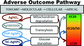 Graphical abstract: High-throughput transcriptomics reveals uniquely affected pathways: AgNPs, PVP-coated AgNPs and Ag NM300K case studies