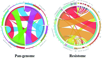 Graphical abstract: Resilience of microbial communities in a simulated drinking water distribution system subjected to disturbances: role of conditionally rare taxa and potential implications for antibiotic-resistant bacteria