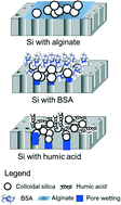 Graphical abstract: Synergistic effect of combined colloidal and organic fouling in membrane distillation: Measurements and mechanisms