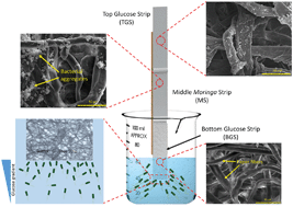 Graphical abstract: Fishing, trapping and killing of Escherichia coli (E. coli) in potable water