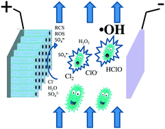 Graphical abstract: Inactivation of E. coli using a novel TiO2 nanotube electrode