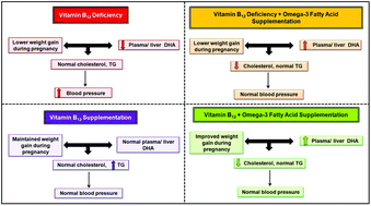 Graphical abstract: A combined supplementation of vitamin B12 and omega-3 fatty acids across two generations improves cardiometabolic variables in rats