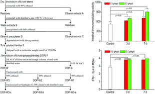 Graphical abstract: Intestinal immunomodulating activity and structural characterization of a new polysaccharide from stems of Dendrobium officinale