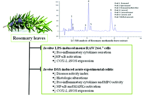 Graphical abstract: Rosmarinus officinalis L. extract ameliorates intestinal inflammation through MAPKs/NF-κB signaling in a murine model of acute experimental colitis