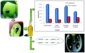 Graphical abstract: The effect of the olive fruit fly (Bactrocera oleae) on quality parameters, and antioxidant and antibacterial activities of olive oil