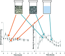 Graphical abstract: A method for assessing real time rates of dissolution and absorption of carbohydrate and other food matrices in human subjects