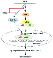 Graphical abstract: Protective effect of Tremella fuciformis Berk extract on LPS-induced acute inflammation via inhibition of the NF-κB and MAPK pathways