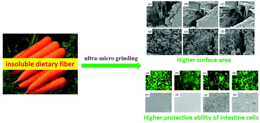 Graphical abstract: Physicochemical properties and intestinal protective effect of ultra-micro ground insoluble dietary fibre from carrot pomace