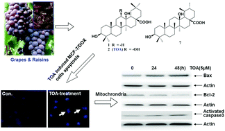 Graphical abstract: Novel triterpenoids isolated from raisins exert potent antiproliferative activities by targeting mitochondrial and Ras/Raf/ERK signaling in human breast cancer cells